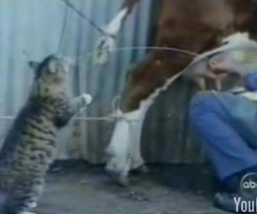 America's Funniest Home Pets